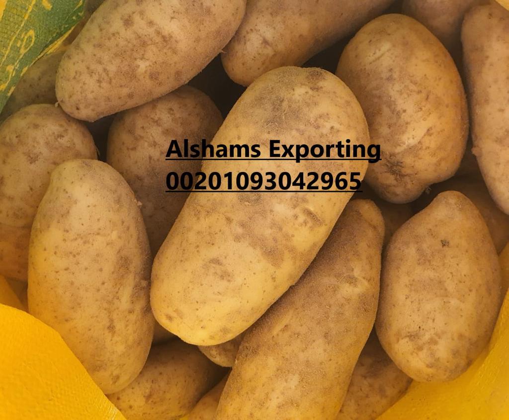 Product image - We are  alshams an import and export company that offer all kinds of agriculture crops.
We offer you  Fresh potato 
Tel: 0020402544299                                                                                                                                                        
Cell(whats-app) 00201093042965
Email:Alshamsexporting@yahoo.com

I hope to be trustworthy for you
